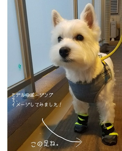 ウエスティ 犬