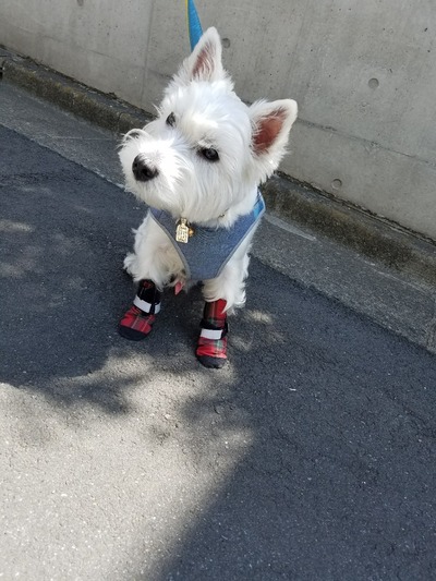 ウエスティ 犬靴