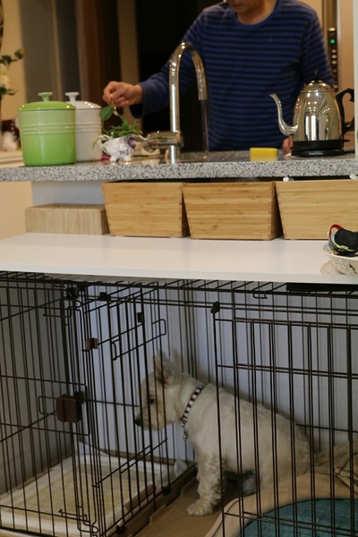 犬 ウエスティ