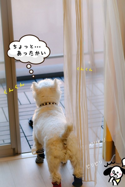 ウエスティ ブランカ