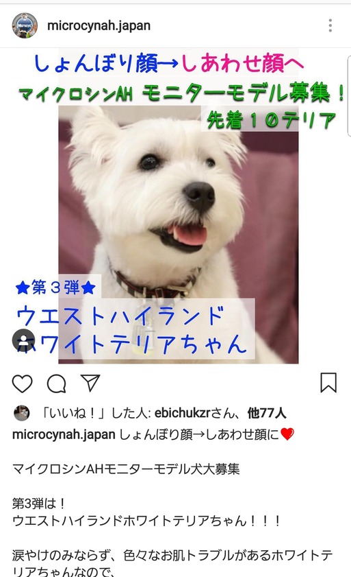 モデル犬 募集してるみたいよ たかシェフのおうちごはん と 白い犬 と チワワ Powered By ライブドアブログ