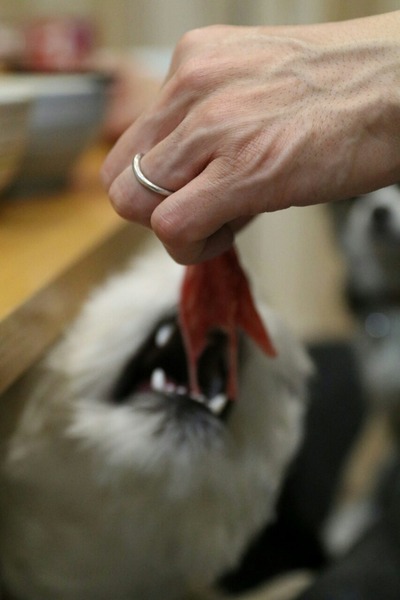 ウエスティ