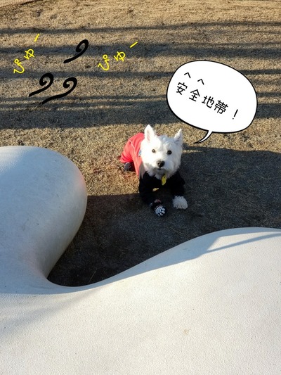 ウエスティ ブランカ
