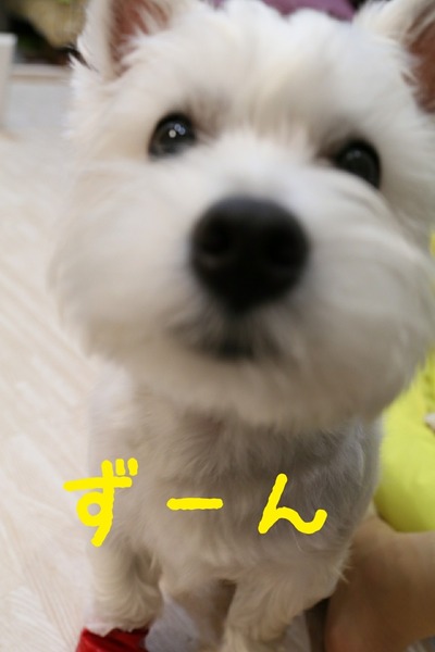 ウエスティ 靴