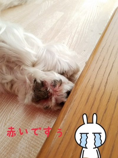ウエスティ