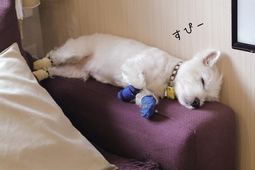 ウエスティ ノイエス