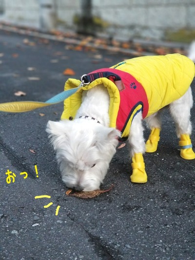 ウエスティ 葉っぱ