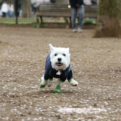 ウエスティ