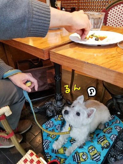 ウエスティ