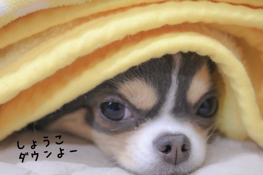 チワワ