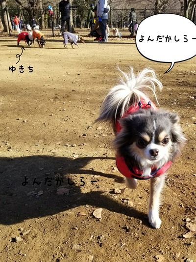 チワワ