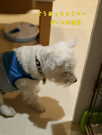 ウエスティ 白犬