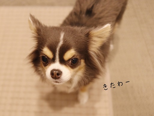 チワワ 】生後59日で420gの極小サイズ！！小さめ女の子をお探し