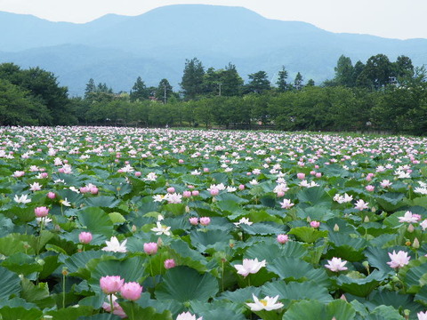 蓮の花2010 010