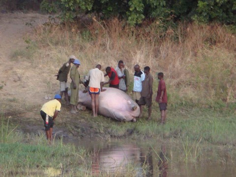 ザンベジ川（ジンバブウェ）でカバの間引き