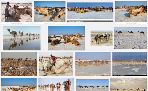 Danakil salt lake camel