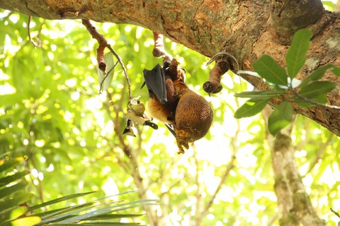 公園にてジャックフルーツを食べるコウモリ