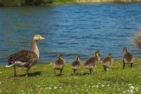 geese-1407208_640