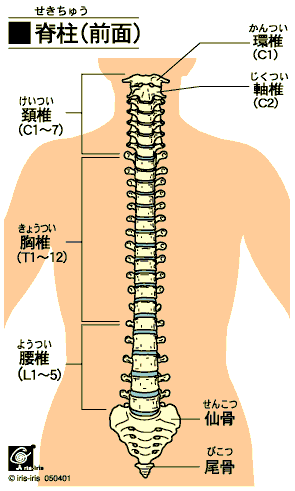 bone_vertebrae_ante