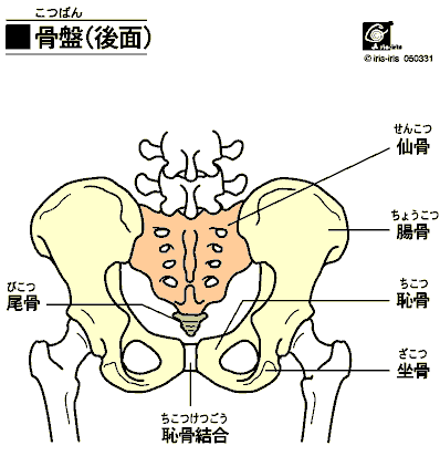 bone_pelvis_pos