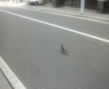 hato
