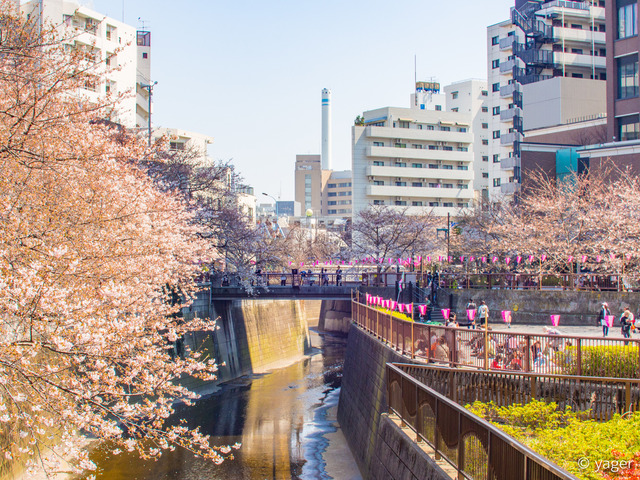 2017-04-04_桜_EM5_目黒川-00002