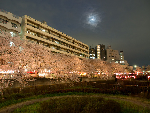 20150402_中目黒_桜-3