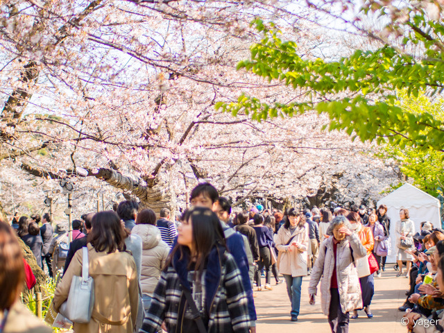 2017-04-04_桜_EM5_靖国神社千鳥ヶ淵-00003