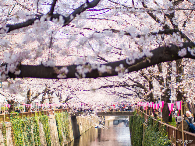 2017-04-04_桜_EM5_目黒川-00005