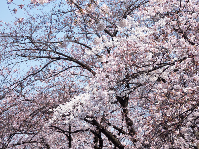 2017-04-04_桜_FZ85_上野公園-00007