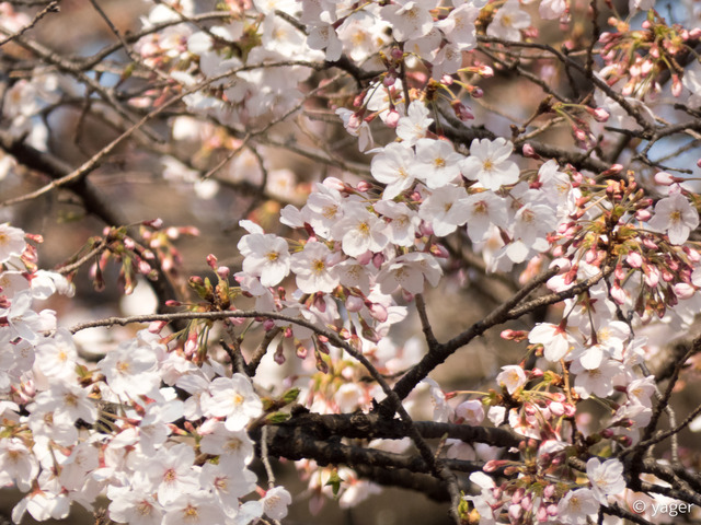 2017-04-04_桜_FZ85_靖国神社千鳥ヶ淵-00003