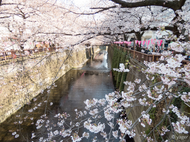 2017-04-04_桜_FZ85_目黒川-00009