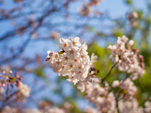 2017-04-04_桜_EM5_靖国神社千鳥ヶ淵-00002