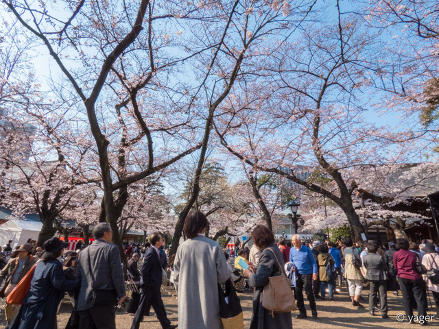 2017-04-04_桜_FZ85_靖国神社千鳥ヶ淵-00005