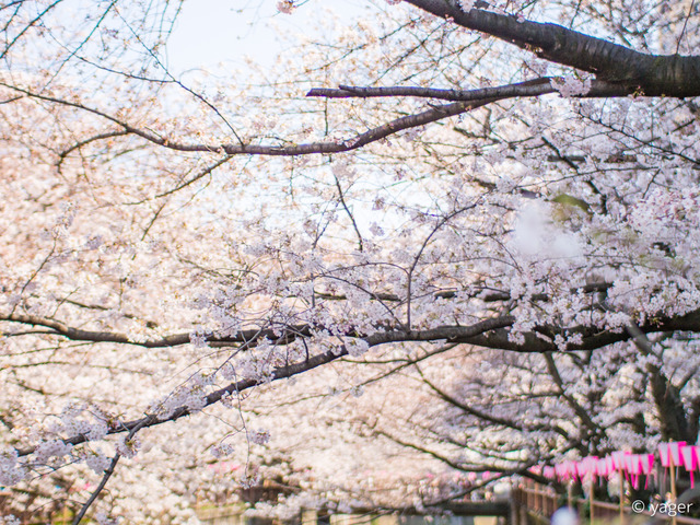 2017-04-04_桜_EM5_目黒川-00003