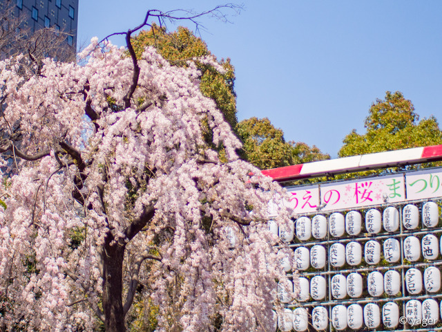 2017-04-04_桜_EM5_上野公園-00030