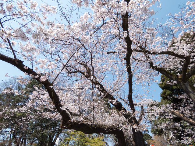 2017-04-04_桜_FZ85_上野公園-00006