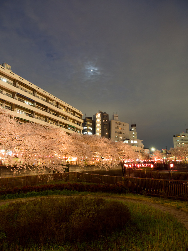 20150402_中目黒_桜-4