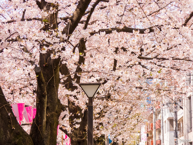 2017-04-04_桜_FZ85_目黒川-00007