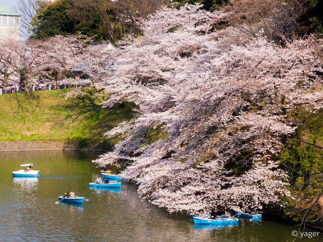 2017-04-04_桜_FZ85_靖国神社千鳥ヶ淵-00006