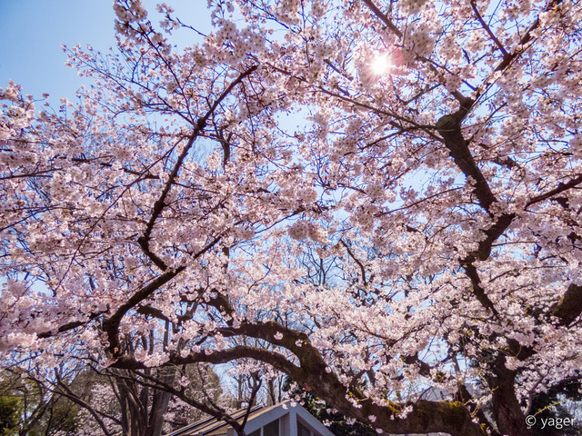 2017-04-04_桜_FZ85_上野公園-00012