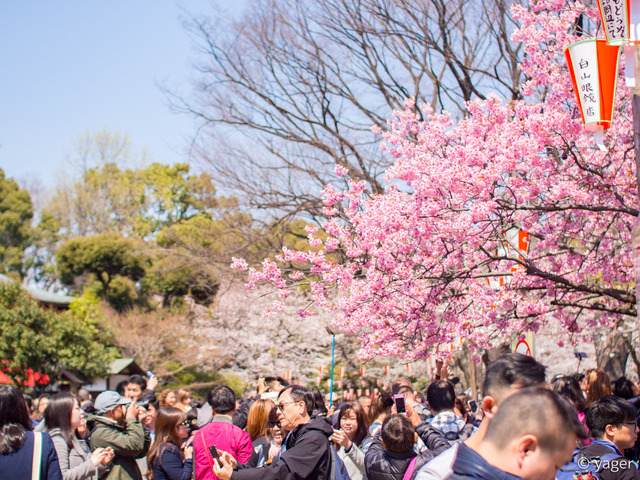 2017-04-04_桜_EM5_上野公園-00021