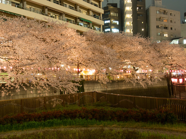 20150402_中目黒_桜-6