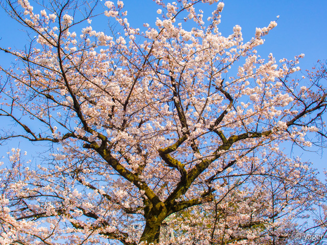 2017-04-04_桜_EM5_靖国神社千鳥ヶ淵-00005