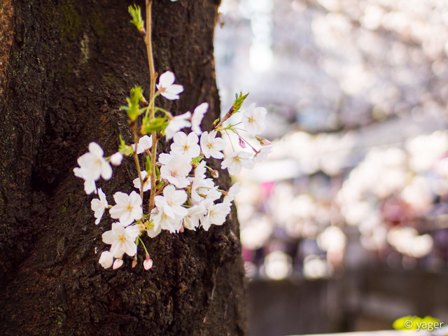 2017-04-04_桜_EM5_目黒川-00004