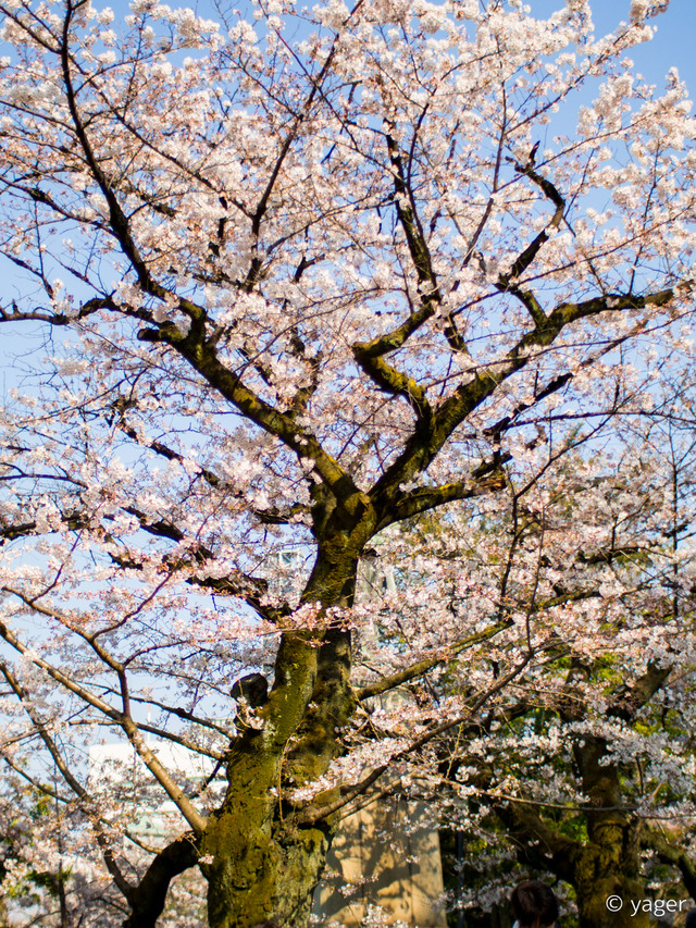 2017-04-04_桜_EM5_靖国神社千鳥ヶ淵-00004