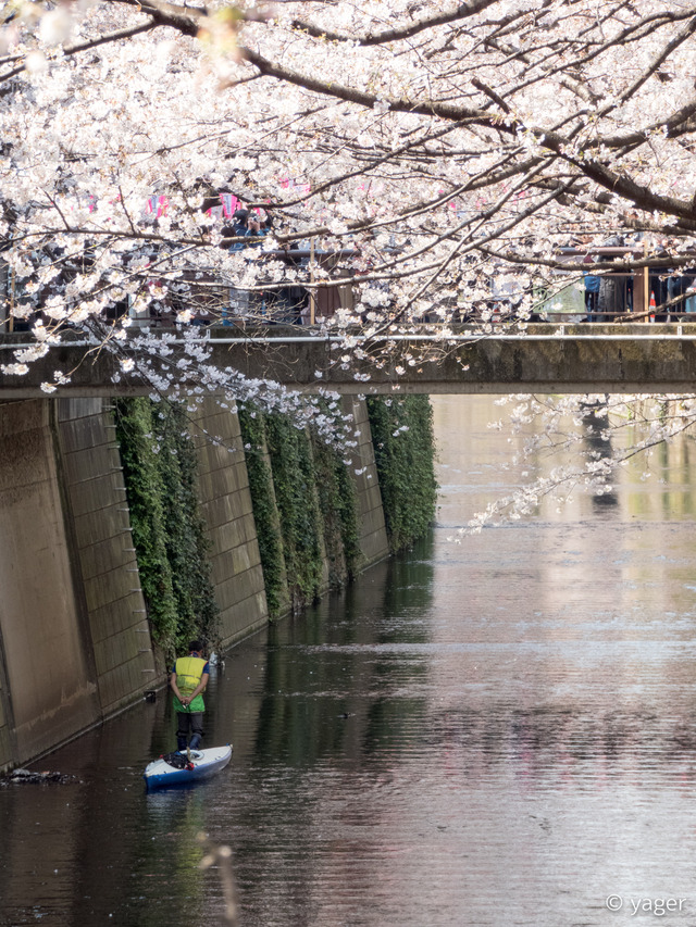 2017-04-04_桜_FZ85_目黒川-00005