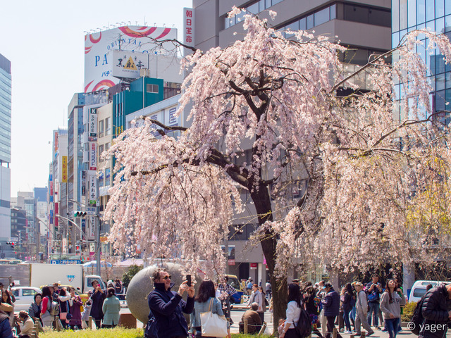 2017-04-04_桜_EM5_上野公園-00028