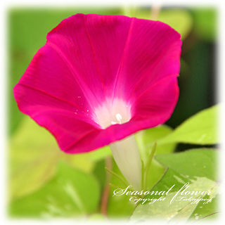 DPP_0006719blg