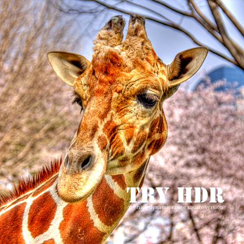 TRY HDR : <b>野毛山動物園</b>のキリン